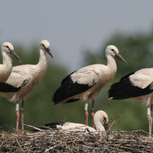 Sainte-Croix, un refuge pour les cigognes blanches