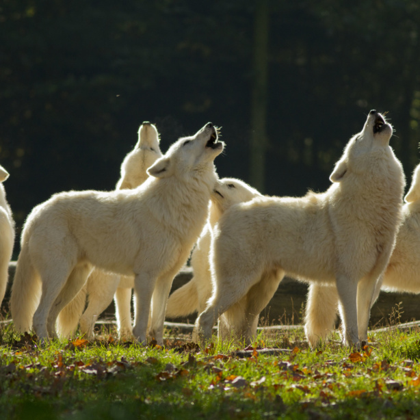 loups blancs