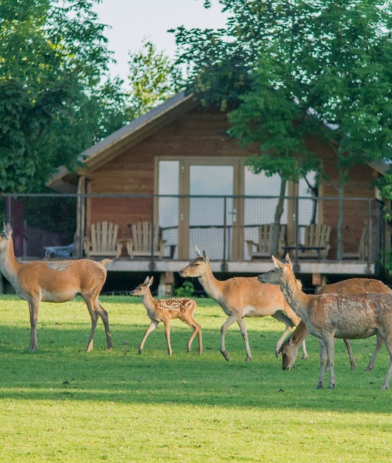 Lodge-des-cerf_PSC img (2)