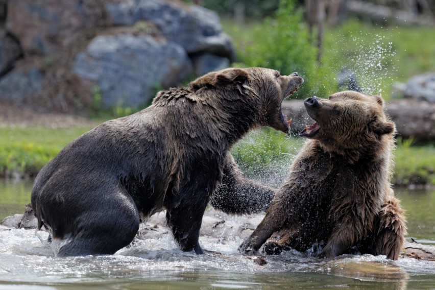 Territoire-des-ours_Exp-nature_PSC_img (1)