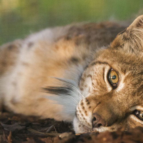 Grand Week-end du Lynx 21 & 22 mai 2022