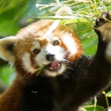 cabane-pandas-roux_lodges-nature 19_PSC