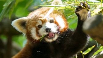 cabane-pandas-roux_lodges-nature 19_PSC