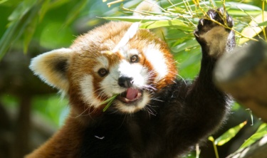 cabane-pandas-roux_lodges-nature 19_PSC