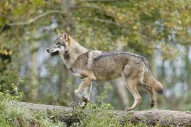 Loup gris