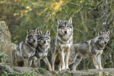 Loup gris