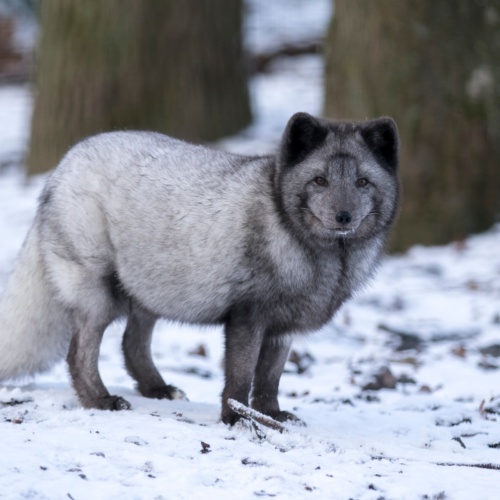 Les animaux en hiver