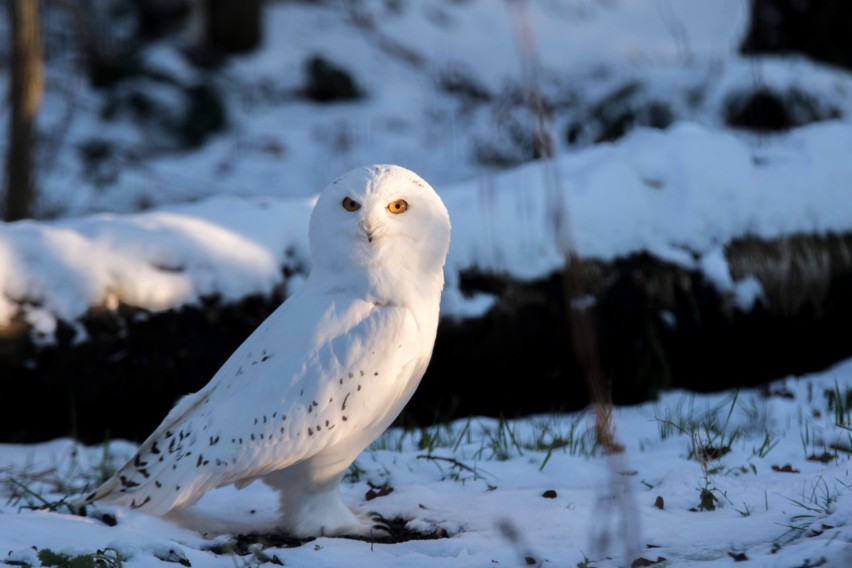 animaux-et-l'hiver_exp-nature_PSC 20 2