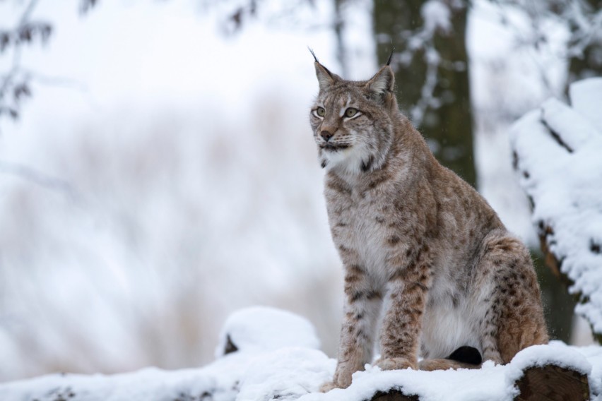 animaux-et-l'hiver_exp-nature_PSC 21 3