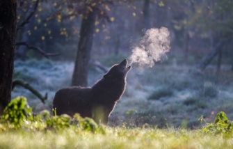 appel-nocturne-du-loup_exp nat_PSC 25-1