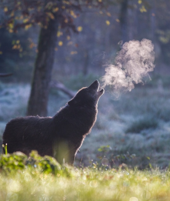 appel-nocturne-du-loup_exp nat_PSC 25-1