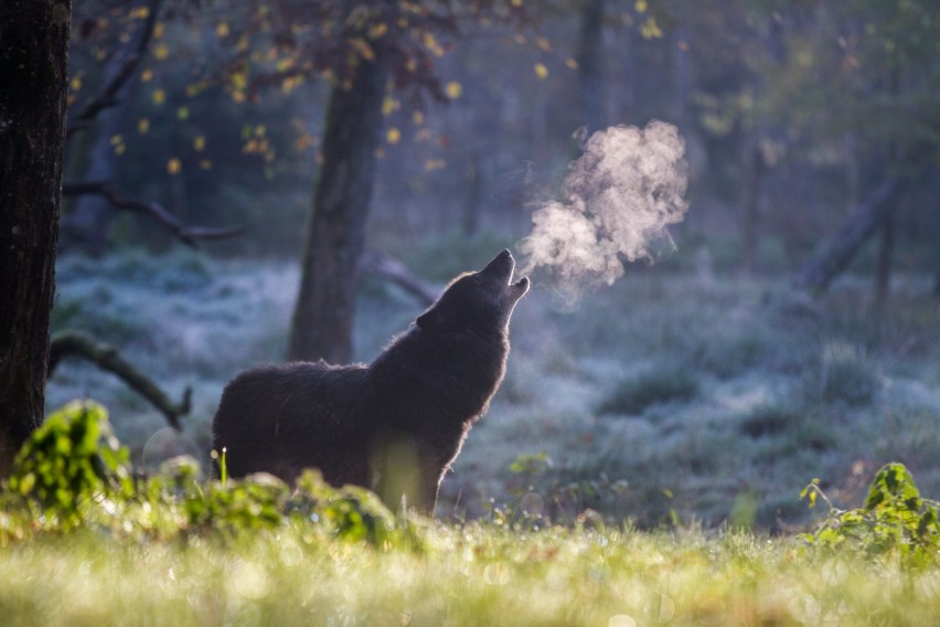 appel-nocturne-du-loup_exp nat_PSC 25-1