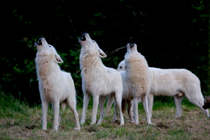appel-nocturne-du-loup_exp nat_PSC 26-2