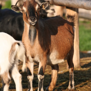 chèvre naine