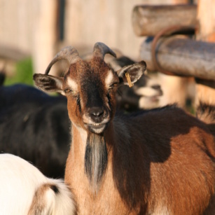 chèvre naine