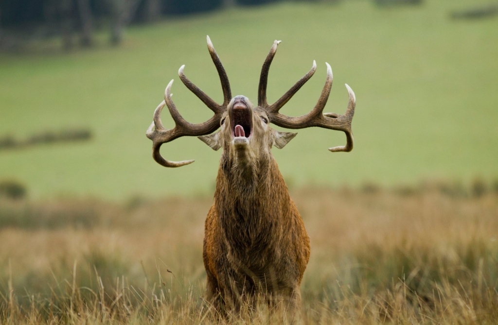 Cerf-brame_PSC