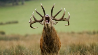 Cerf-brame_PSC
