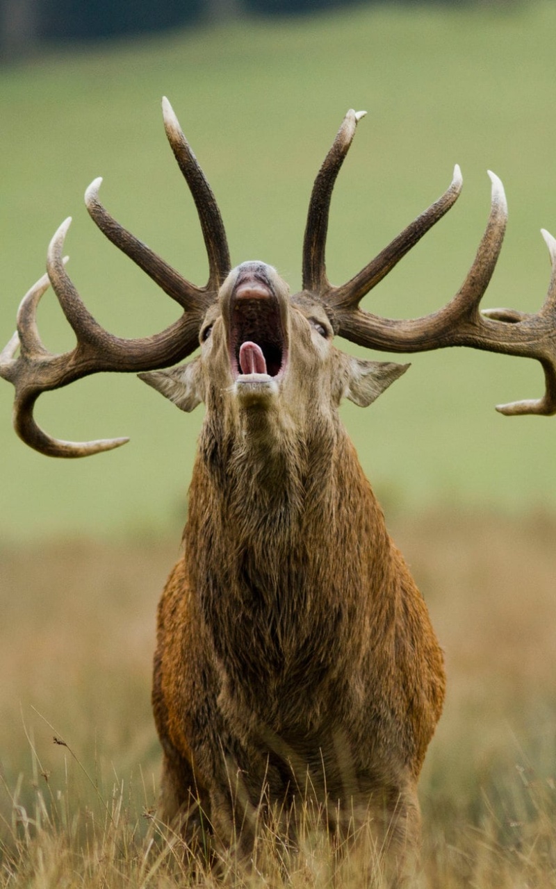 Cerf-brame_PSC