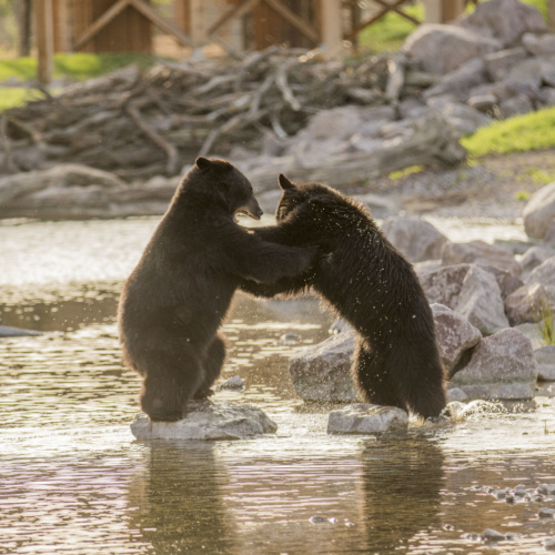 Offre exceptionnelle : lodges des ours noirs