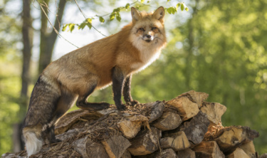 Renard roux  Parc Animalier Sainte-Croix