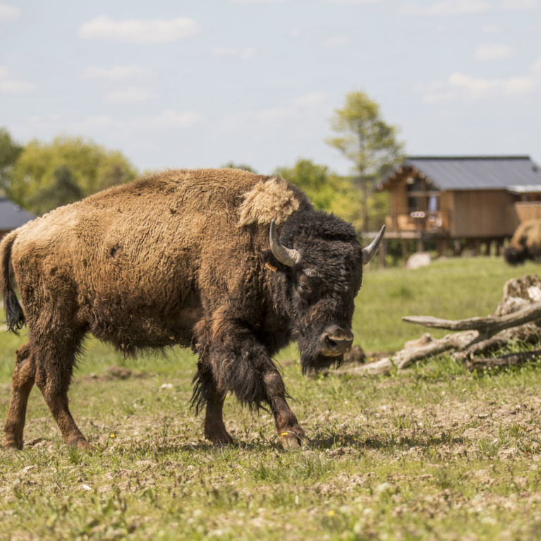 Bison d’Amérique
