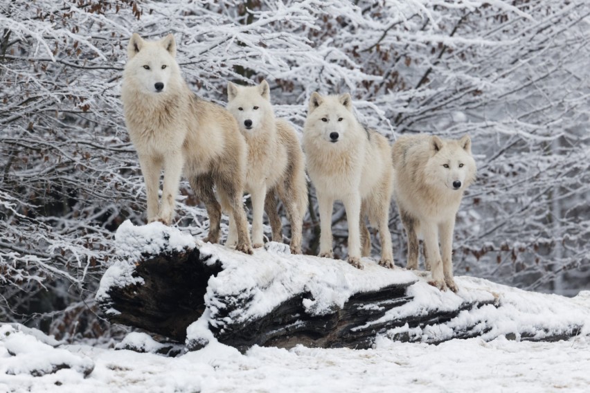 Expedition-de-Noel_ Expériences-nature_ PSC 7