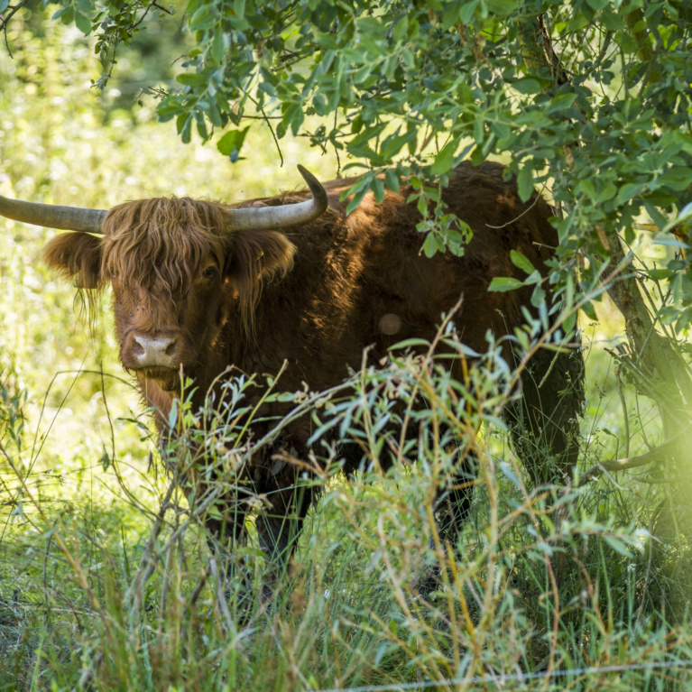 Protège-plaque à induction - Highlander écossais - Animaux - Brun - Vache -  Noir - Blanc - Nature - 35 % de remise !