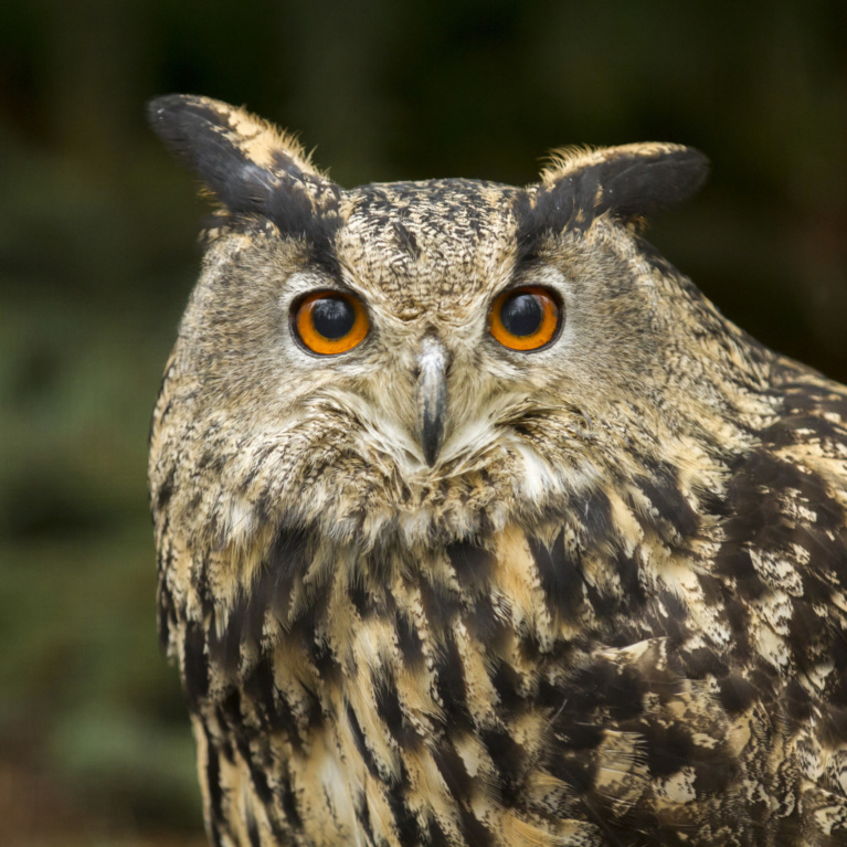 Le Hibou grand-duc : un des plus grands rapaces nocturnes d'Europe