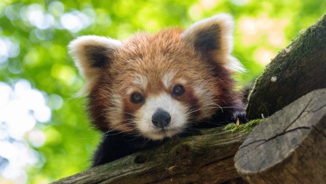 Parrainer une loutre naine : Suri - Parrainage ZooParc