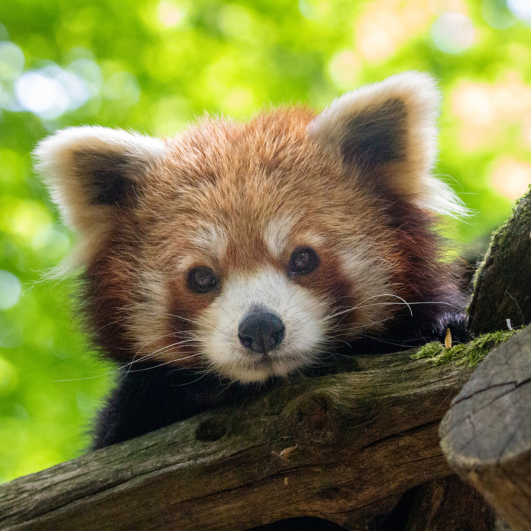 Panda roux  Parc Animalier Sainte-Croix