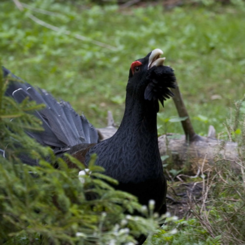 Sainte-Croix réintroduit le Grand Tétras