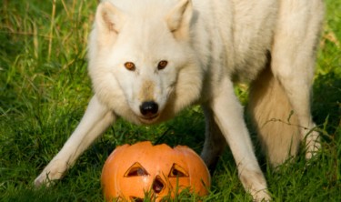 Loup-halloween_PSC