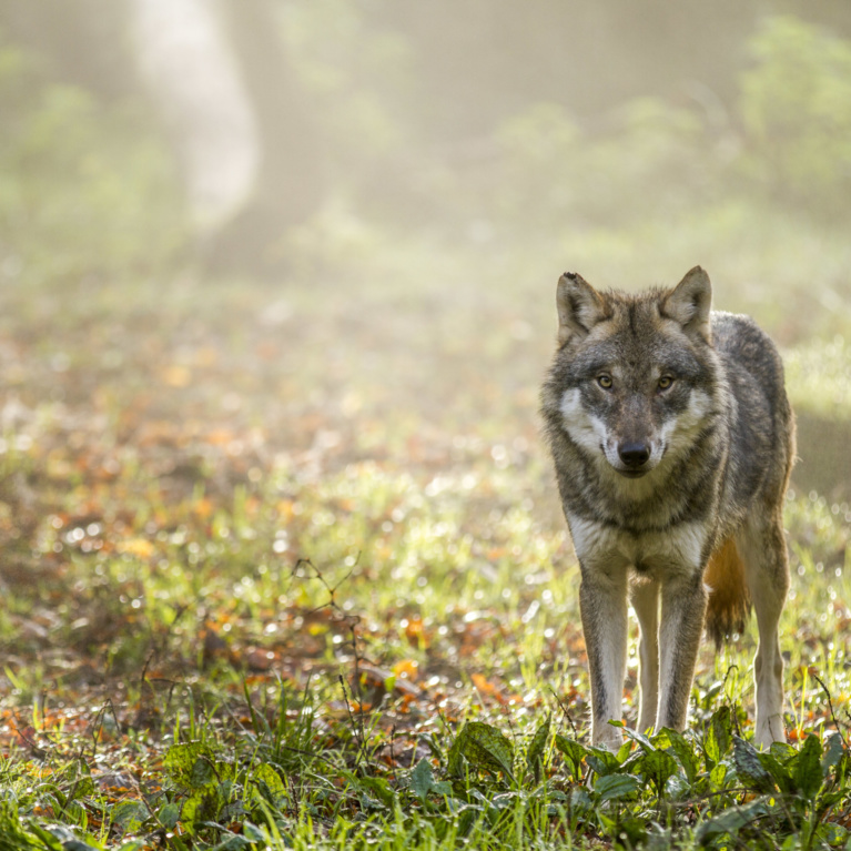 Loup gris (Canis lupus) - Monde Animal