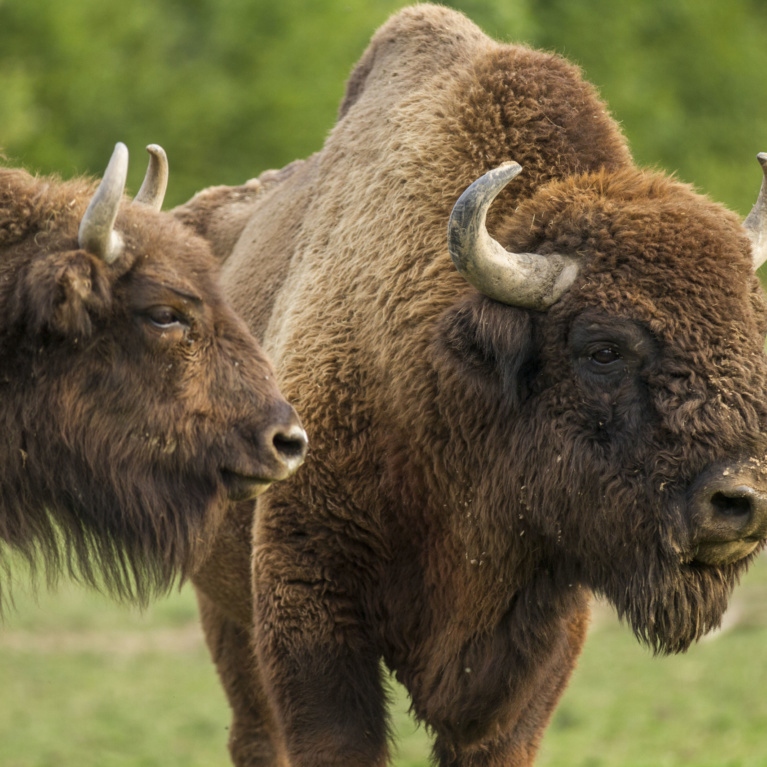 Bison d’Europe