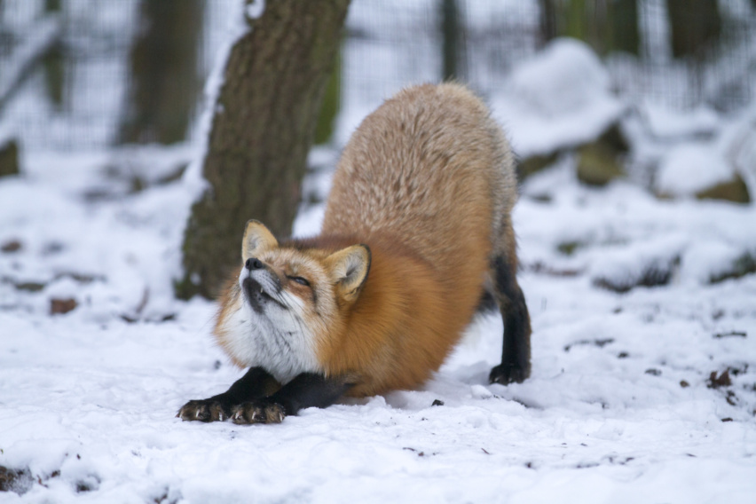 Renard roux  Parc Animalier Sainte-Croix