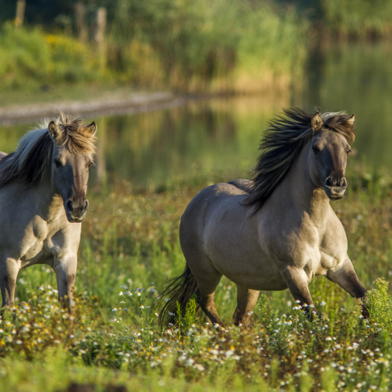 Cheval Tarpan