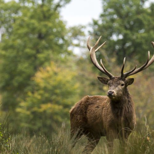 Qu’est-ce que le brame du cerf ?