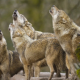 loup gris