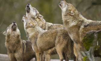 loup gris