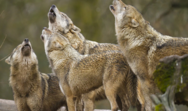 La plus grande meute de loups d'Europe