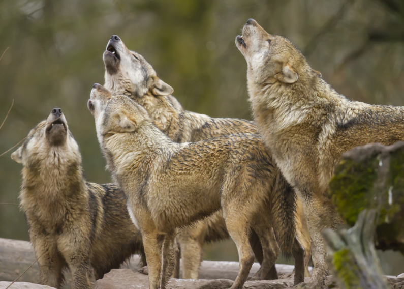 loup gris