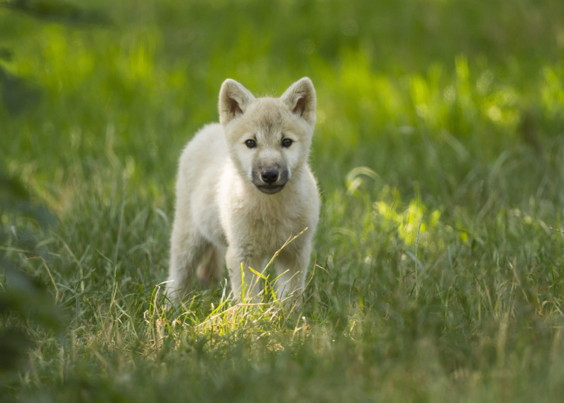 Loup blanc arctique  Parc Animalier Sainte-Croix