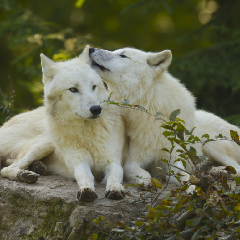 Loup blanc arctique  Parc Animalier Sainte-Croix