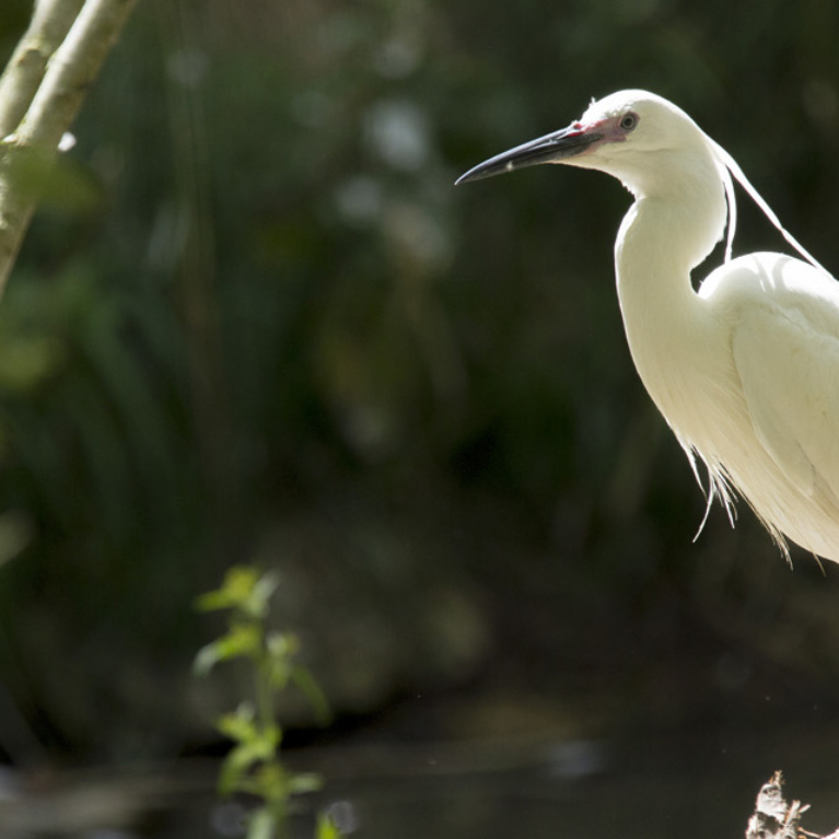 Aigrette garzette