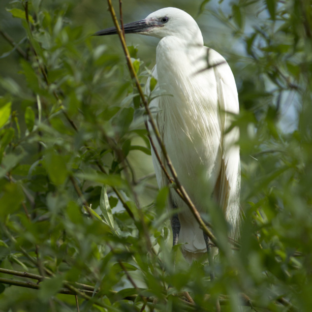 Chouette de l'Oural  Parc Animalier Sainte-Croix