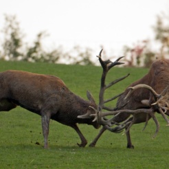 brame-du-cerf_experiences-nature_PSC 23