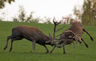 brame-du-cerf_experiences-nature_PSC 23