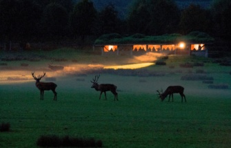 brame-du-cerf_experiences-nature_PSC 24