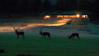 brame-du-cerf_experiences-nature_PSC 24