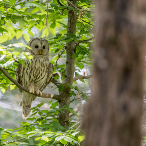 Réintroduction de la chouette de l’Oural